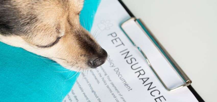 Pros and Cons of Nationwide Pet Insurance